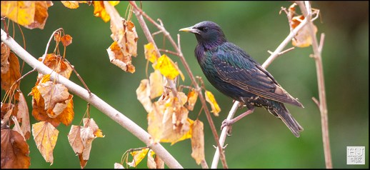 European Starling
