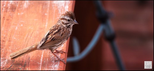 Song Sparrow