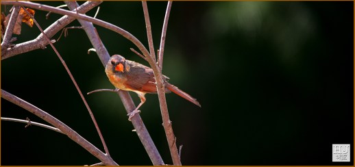Northern Cardinal (F)