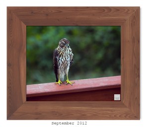 Cooper's Hawk -- Sept. 2012