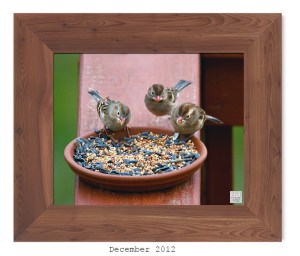 Field Sparrows -- Dec. 2012