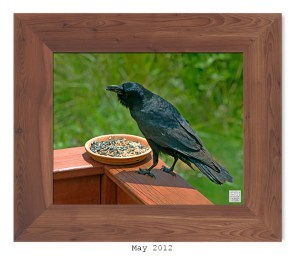 American Crow -- May 2012