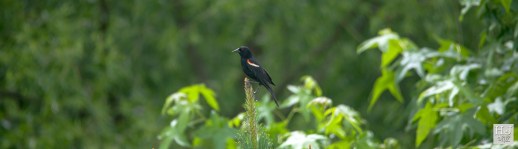 Red -winged Blackbird (M) ---Click on image to see enlargement ---