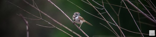 Song Sparrow --- Click on image to see enlargement ---
