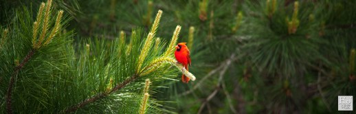 Northern Cardinal (M) --- Click on image to see enlargement ---