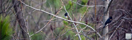 --- Eastern Towhee (M) and Red-winged Blackbird (M) --- Click on image to see enlargement --
