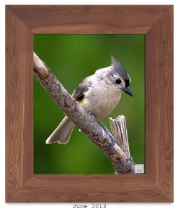 Tufted Titmouse -- Jun. 2013 --