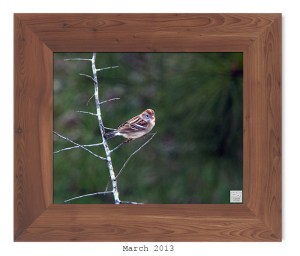 Field Sparrow -- Mar. 2013 --