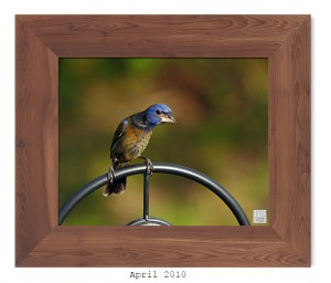 Blue Grosbeak (Juvenile) - April 2010
