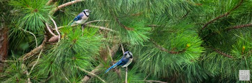 Blue Jays --- Click on image to see enlargement ---
