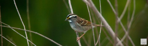 White-throated Sparrow --- Click on image to see enlargement ---