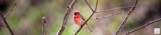 House Finch (Male) --- Click on image to see enlargement ---