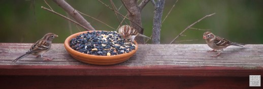 --- Field Sparrows --- Click on image to see enlargement ---