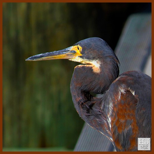 TRICOLORED HERON