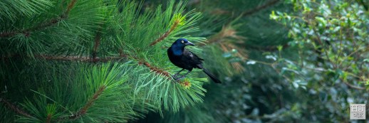 Common Grackle (M) ---Click on image to see enlargement ---
