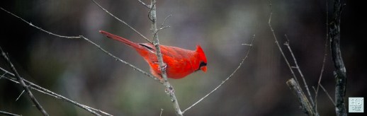 Northern Cardinal (M) --- Click on image to see enlargement---