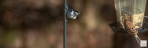 White-breasted Nuthatch --- Click on image to see enlargement ---