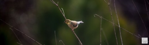 American Goldfinch (F) --- Click on image to see enlargement ---