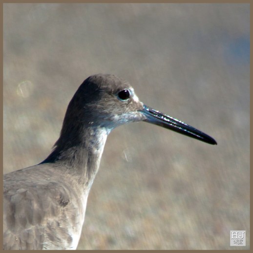 -- Willet --