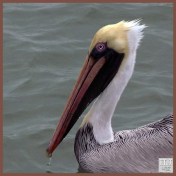 BROWN PELICAn