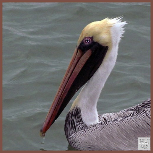 BROWN PELICAn