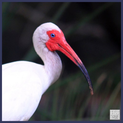 AMERICAN WHITE IBIS
