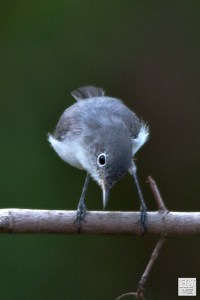 Blue-gray Gnatcatcher