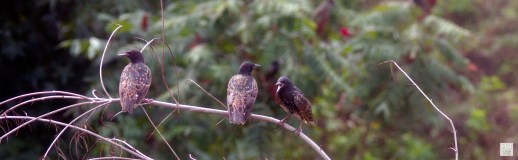 European Starlings ---Click on image to see enlargement ---