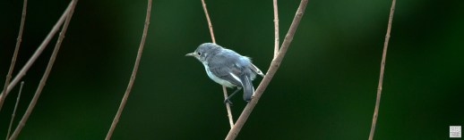 Blue-gray Gnatcatcher ---Click on image to see enlargement ---