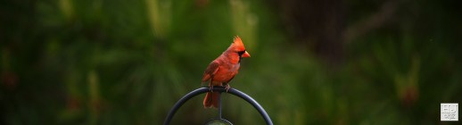 Northern Cardinal (M) ---Click on image to see enlargement---