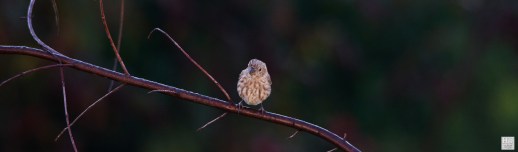 House Finch (J) ---Click on image to see enlargement---