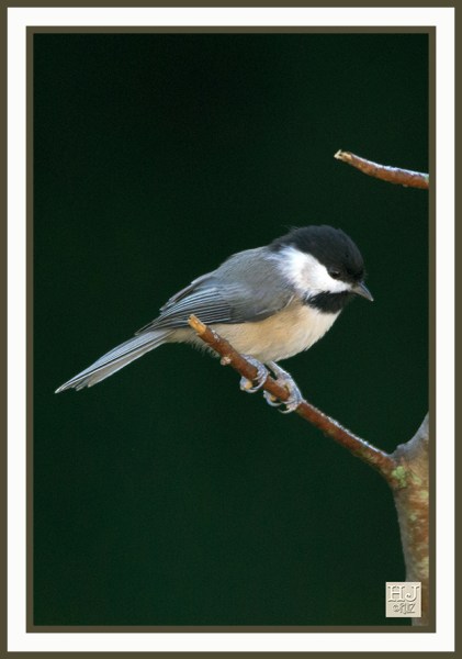 CAROLINA CHICKADEE --- Poecile carolinensis