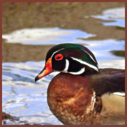 WOOD DUCK (M)