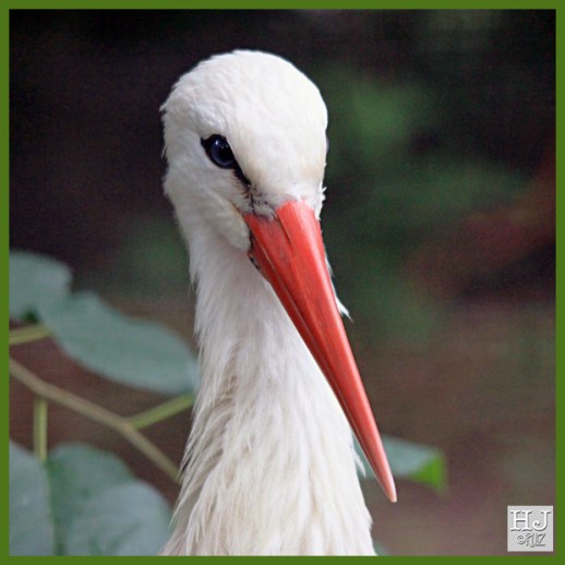 WHITE STORK ---