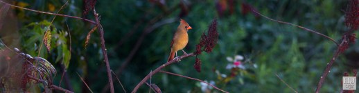 Northern Cardinal (F) --- Click on image to see enlargement