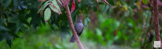 Gray Catbird --- Click on image to see enlargement ---