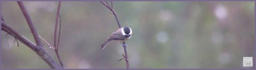 Carolina Chickadee --- Click on image to see enlargement ---