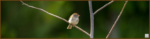 Field Sparrow ---Click on image to see enlargement ---
