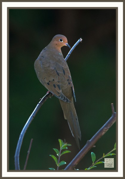 MOURNING DOVE