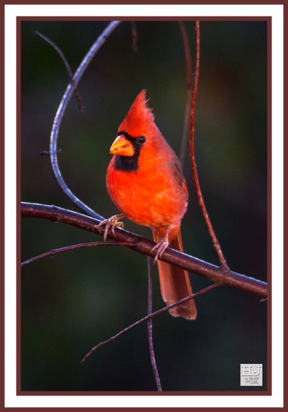 NORTHERN CARDINAL - CARDINALIS CARDINALIS