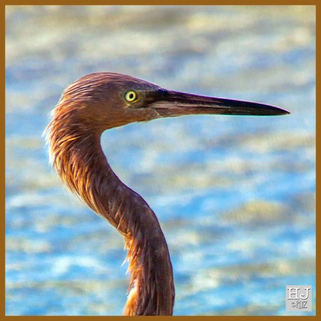 Reddish Egret