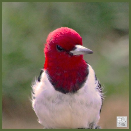 Red-headed Woodpecker