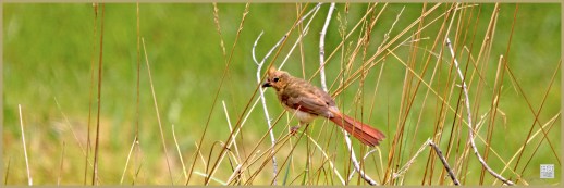 Northern Cardinal ---Click on image to see enlargement ---
