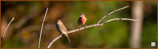 House Finches (F&M) ---Click on image to see enlargement