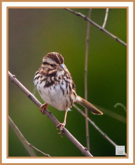 SONG SPARROW --- MELOSPIZA MELODIA