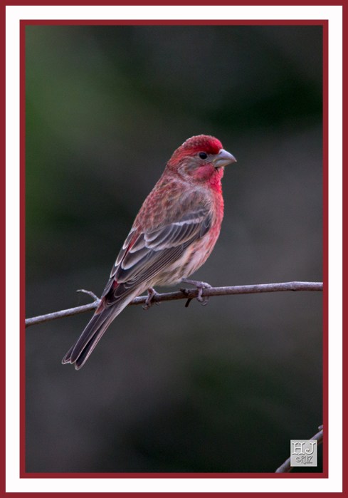HOUSE FINCH (MALE) -- CARPODACUS MEXICANUS