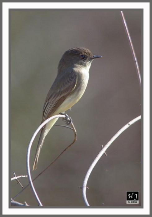 EASTERN PHOEBE --- SAYORNIS PHOEBE