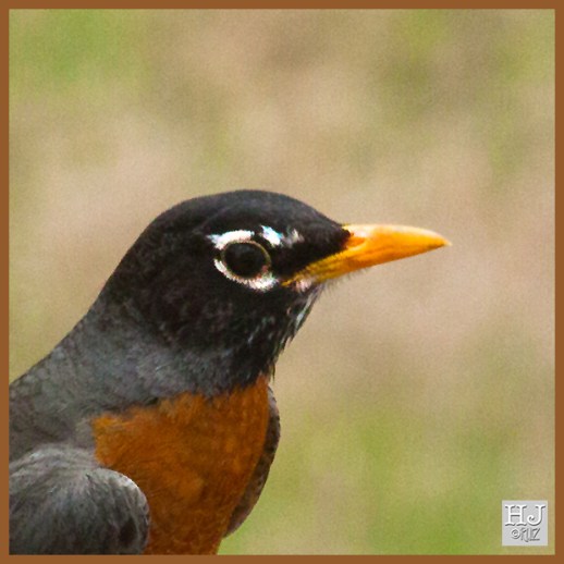 American Robin