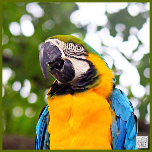 Blue and Yellow Macaw