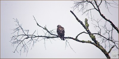 Cooper's Hawk